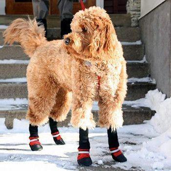 Botas para Mascotas: ¡Protege a Tu Mejor Amigo, Sea Cual Sea La Estación Del Año!