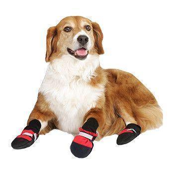 Botas para Mascotas: ¡Protege a Tu Mejor Amigo, Sea Cual Sea La Estación Del Año!